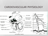 CVS physiology (2).ppt